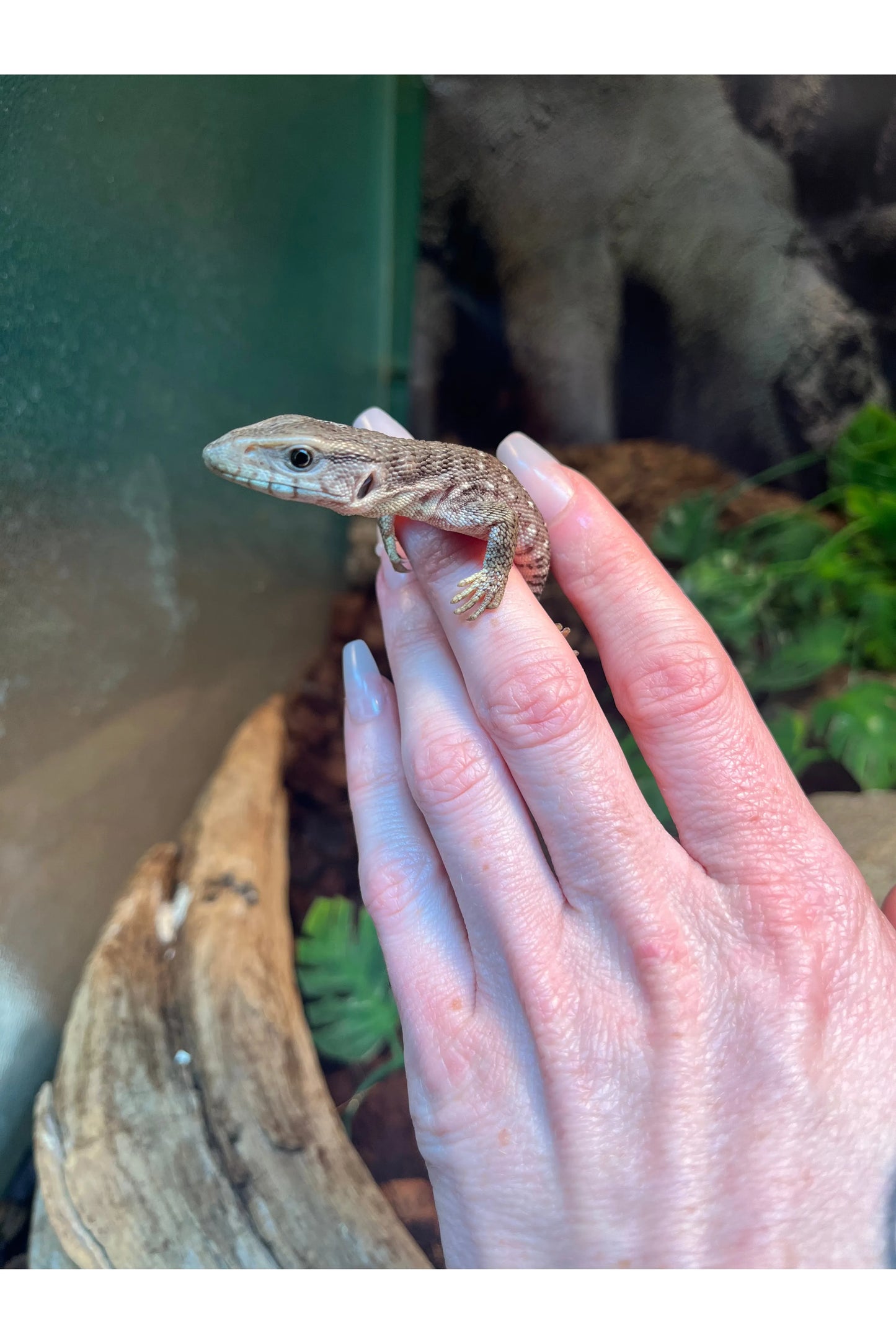 Savannah Monitor - Hatchling