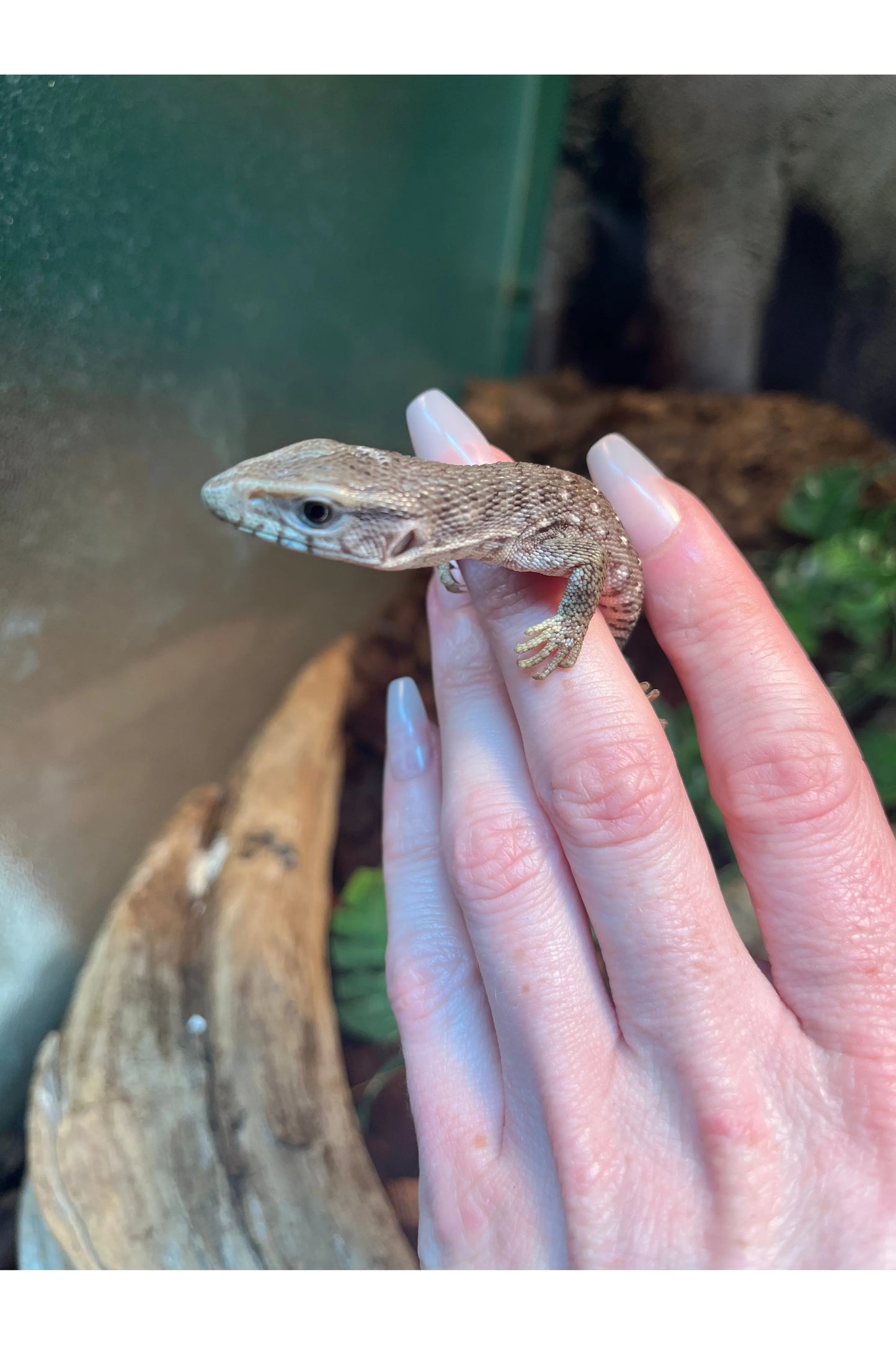 Savannah Monitor - Hatchling