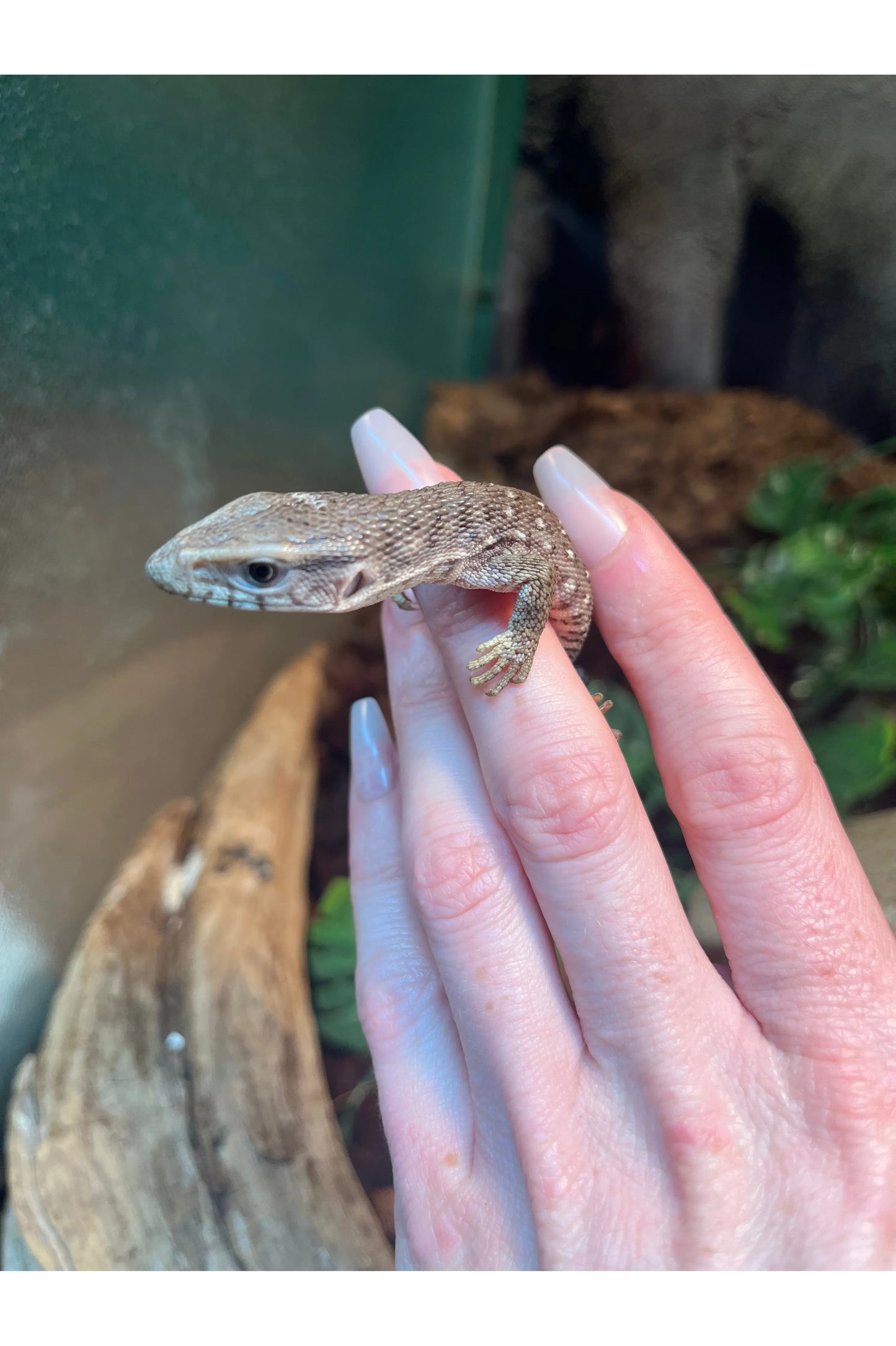 Savannah Monitor - Hatchling