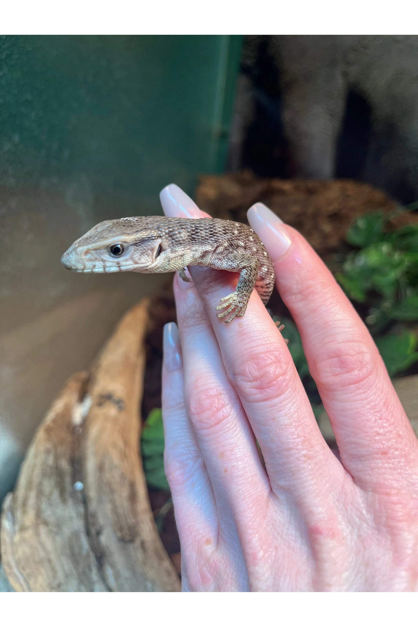 Savannah Monitor - Hatchling