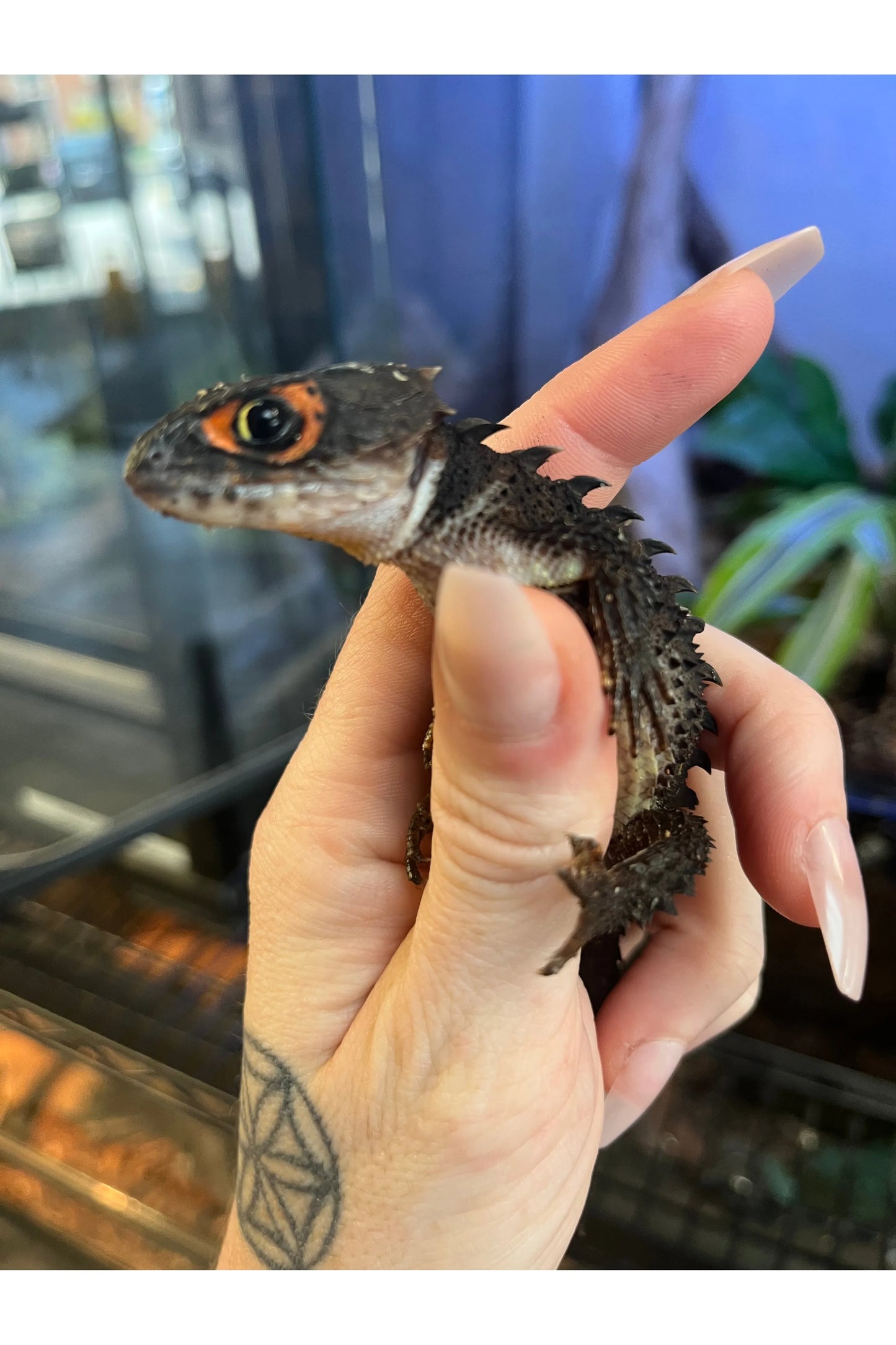 Red Eye Crocodile Skink