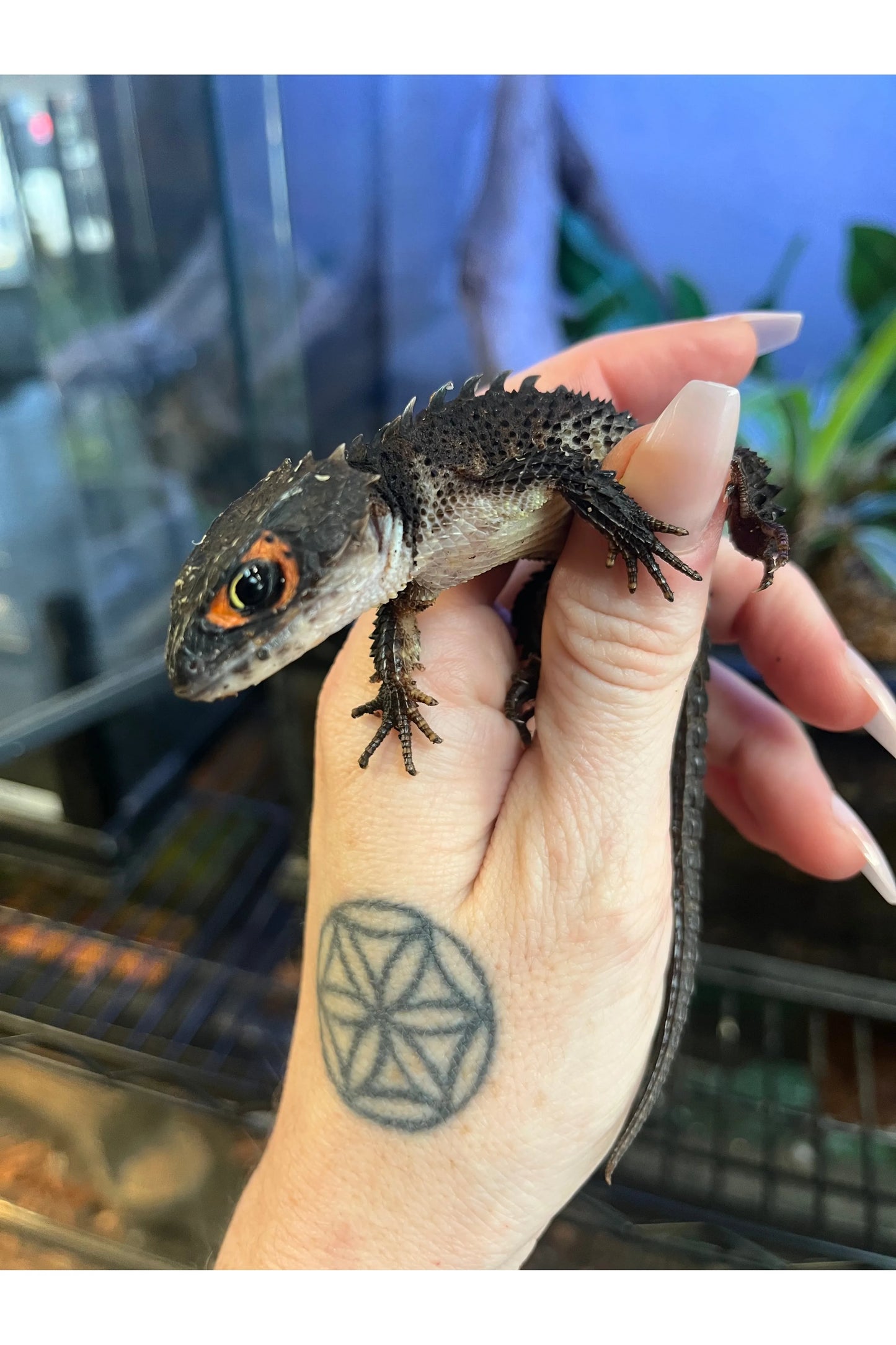 Red Eye Crocodile Skink