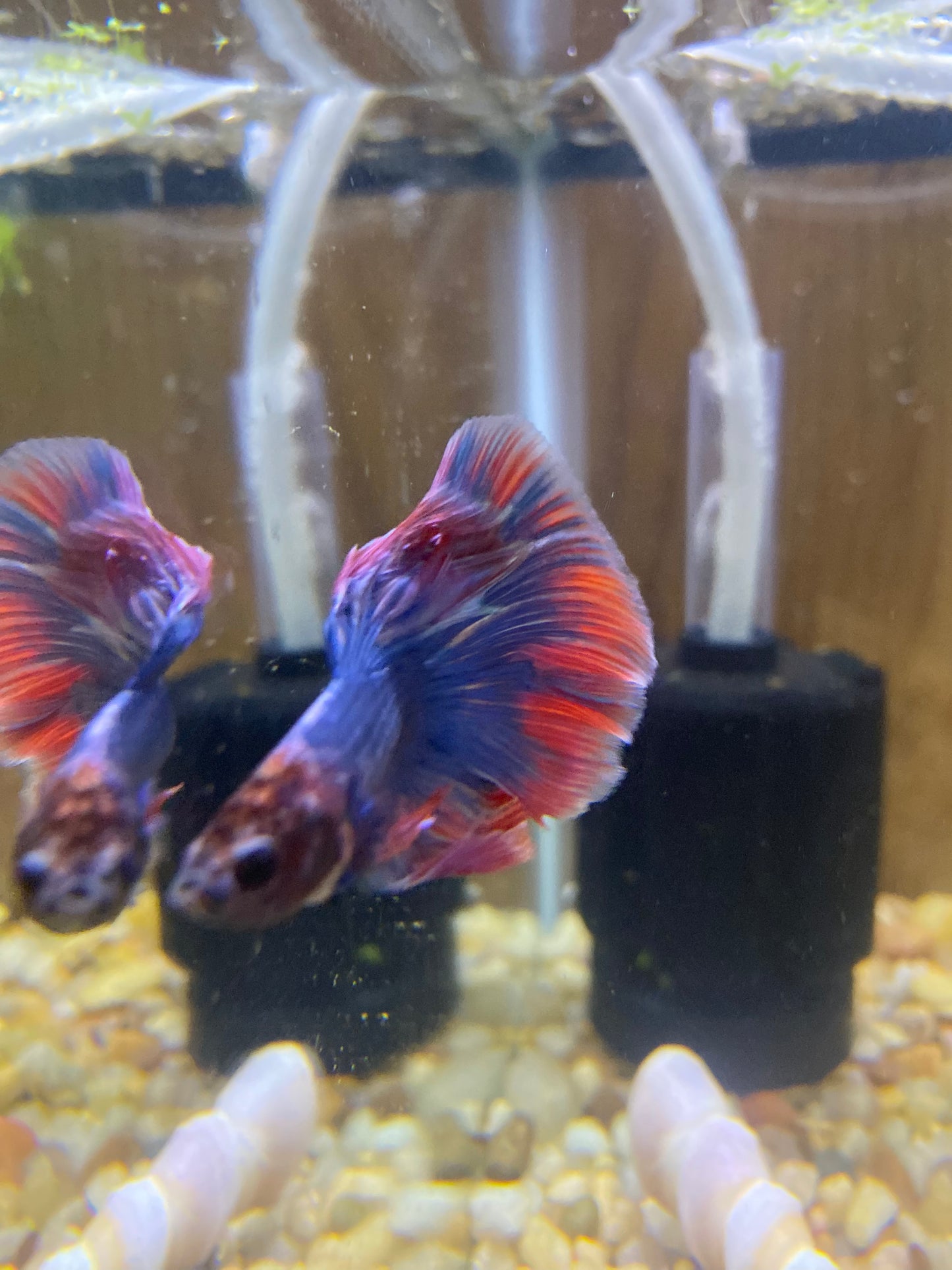 Halfmoon Betta Fish - Male - Assorted