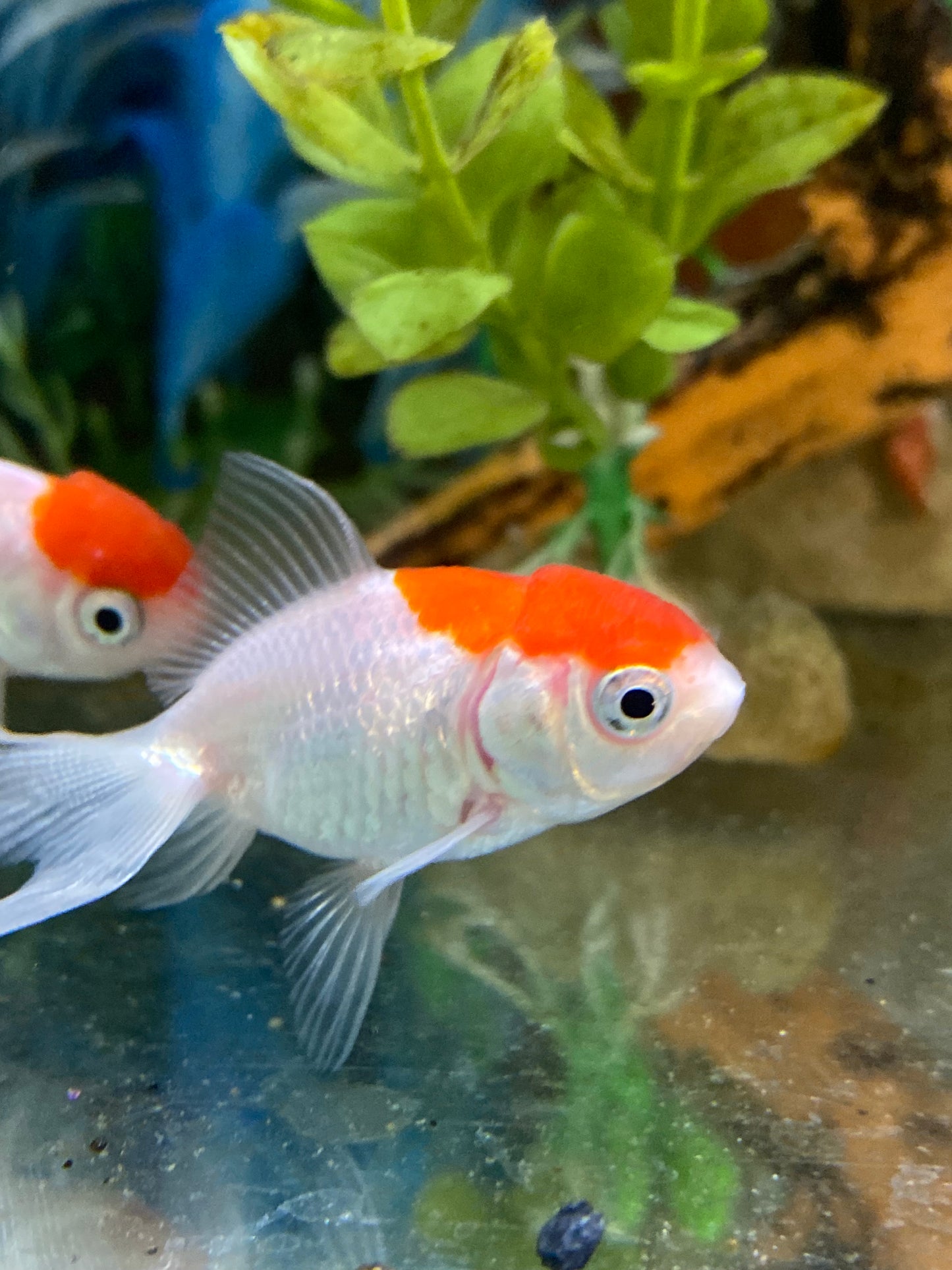 Red Cap Oranda Goldfish