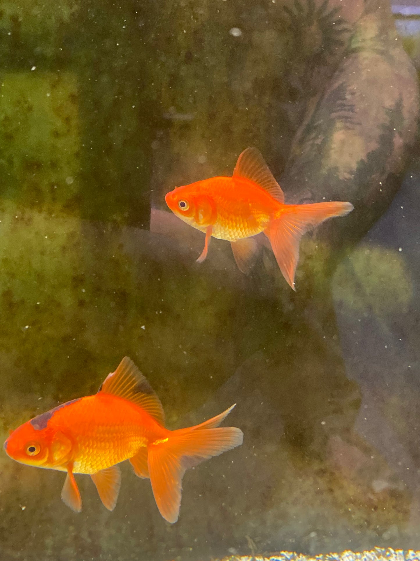 Red Fantail Goldfish
