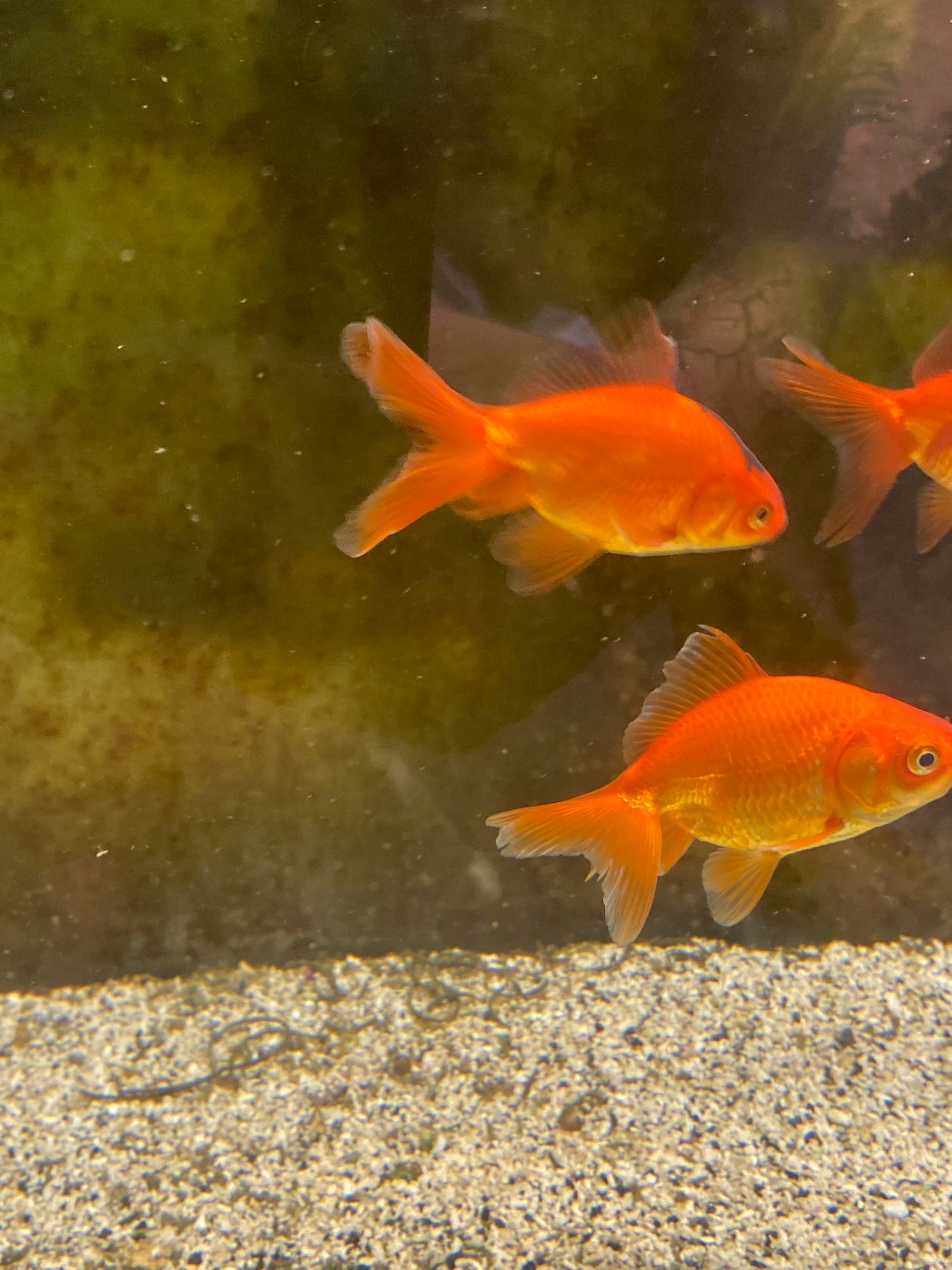 Red Fantail Goldfish