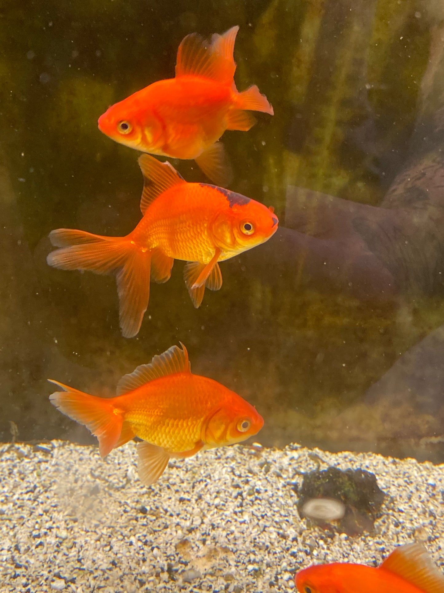 Red Fantail Goldfish