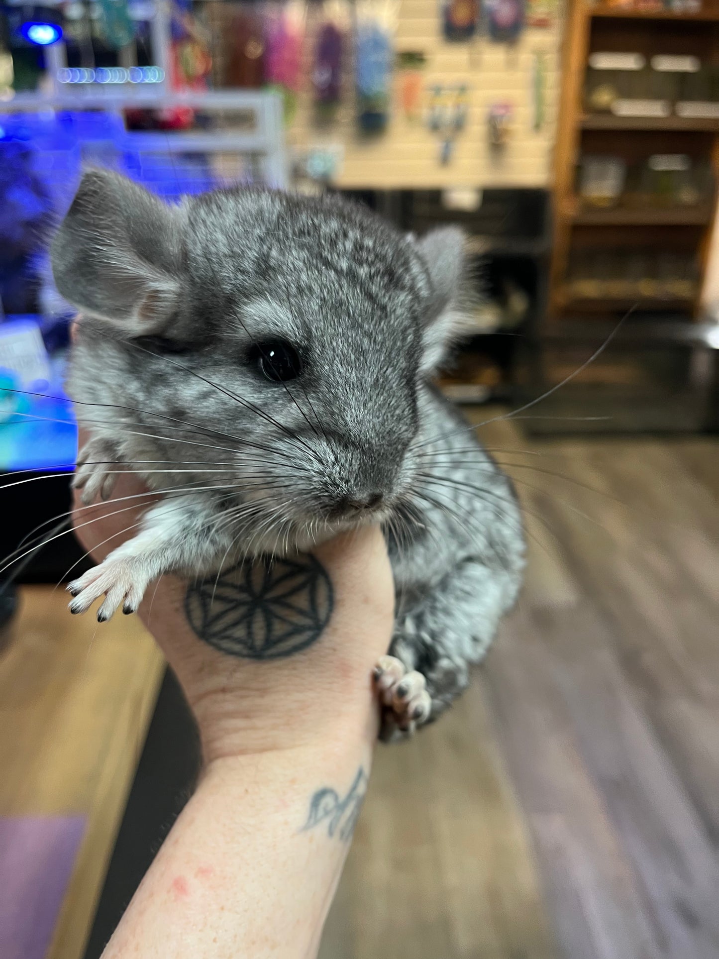 Grey chinchilla - Baby