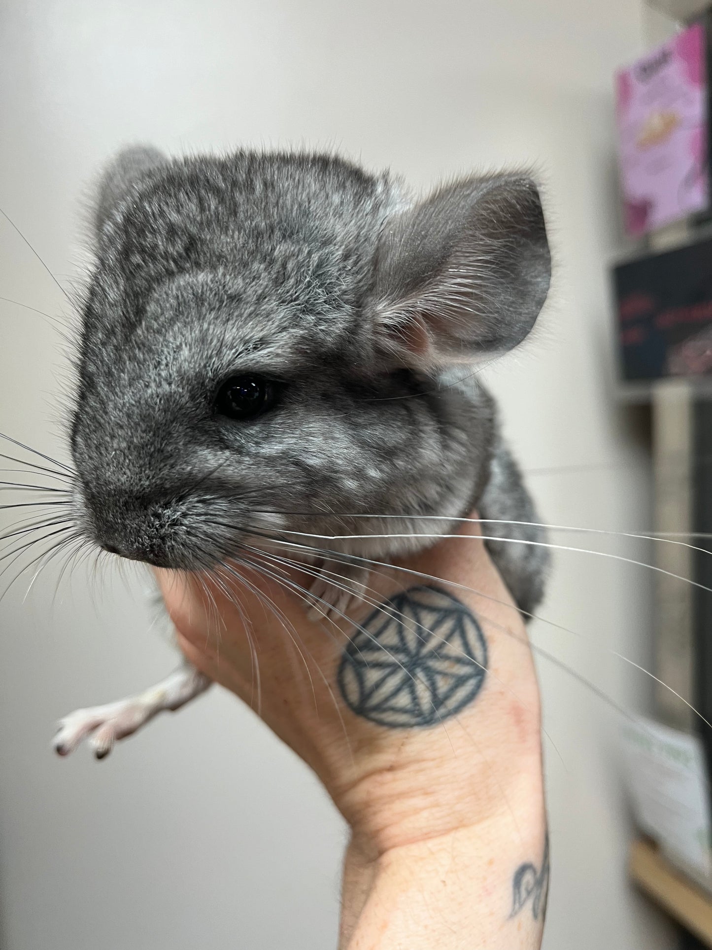 Grey chinchilla - Baby