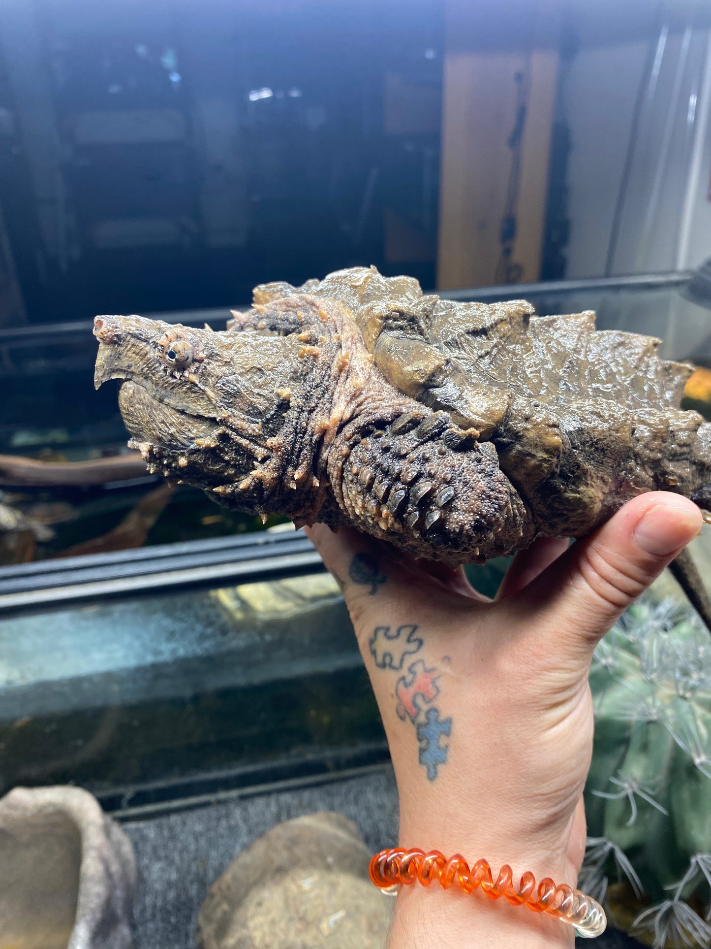 Alligator Snapping Turtle - Juvenile