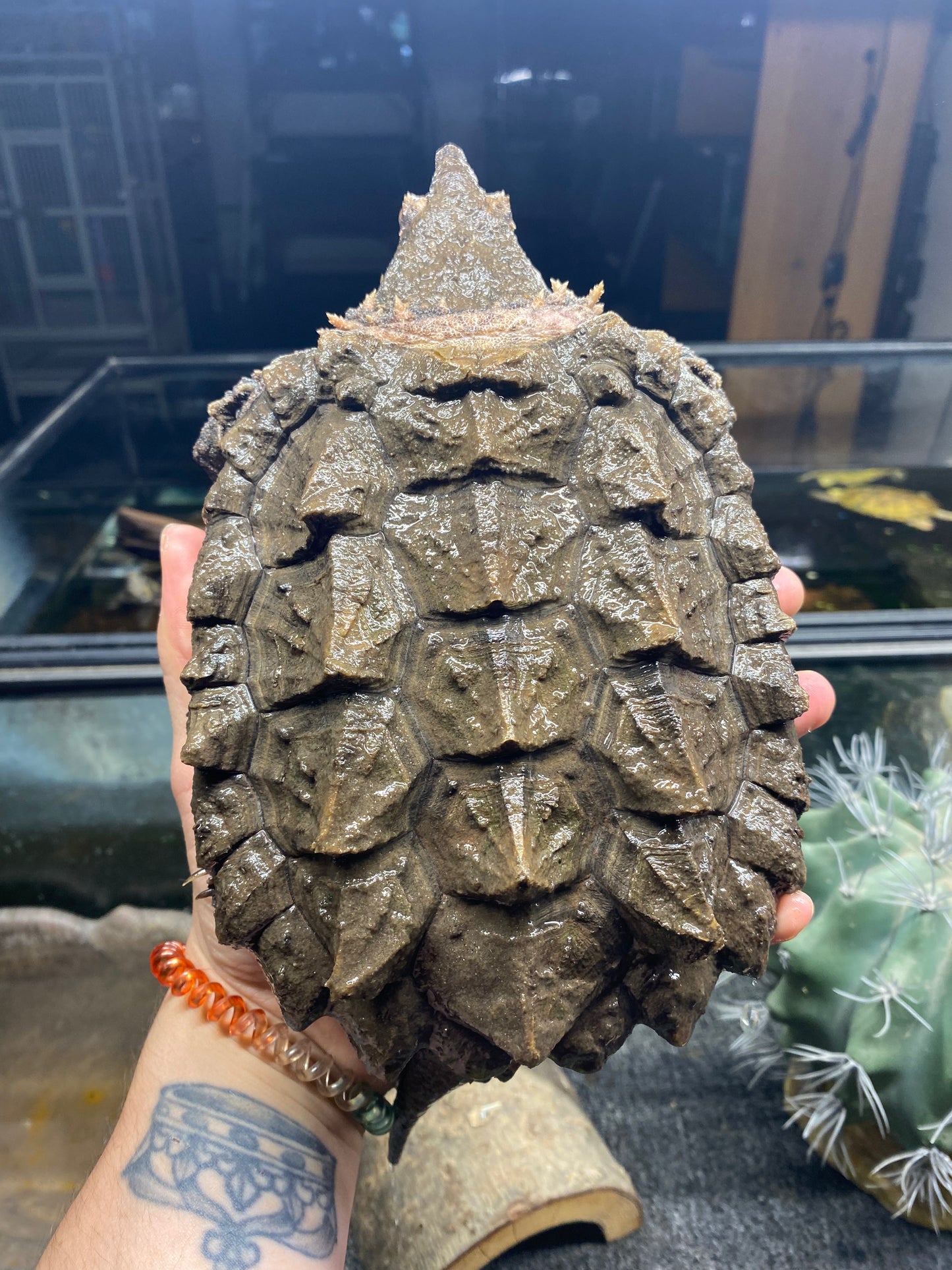 Alligator Snapping Turtle - Juvenile