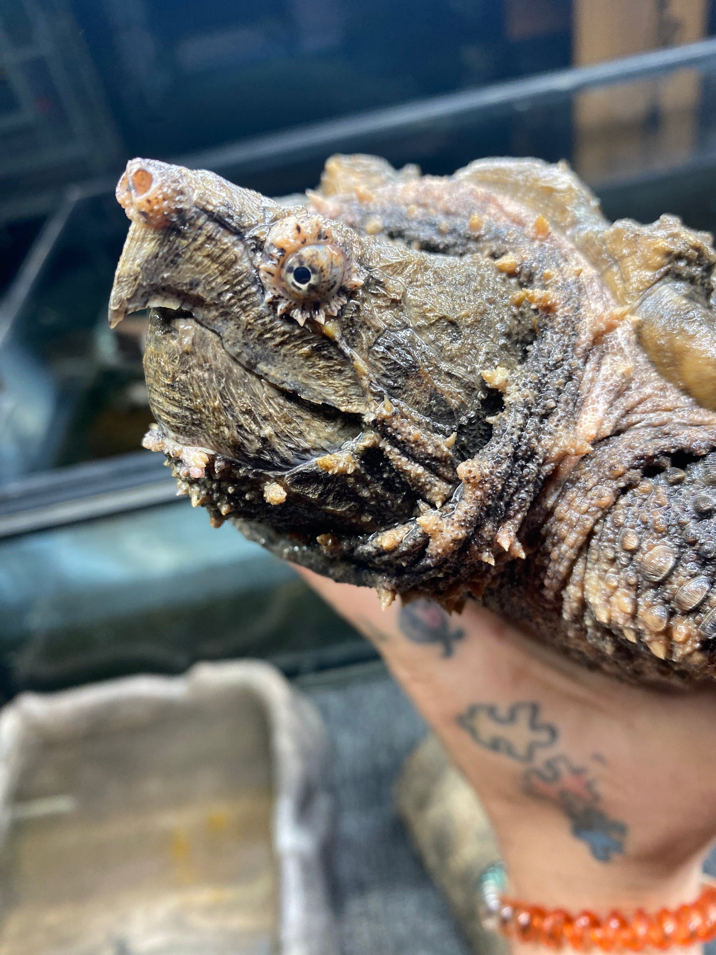 Alligator Snapping Turtle - Juvenile