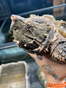 Juvenile alligator snapping turtle held in hand, showcasing its unique appearance and ancient features.