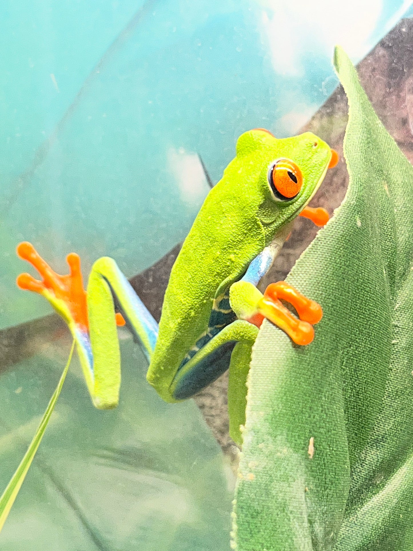 Red-Eyed Tree Frog