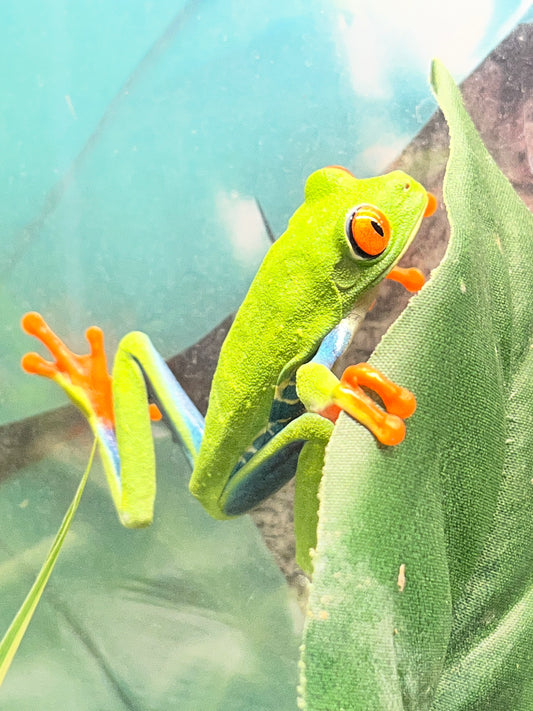 Red-Eyed Tree Frog