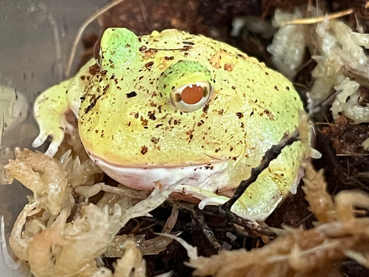 Lemon Drop Patternless Pikachu Pac-Man Frog