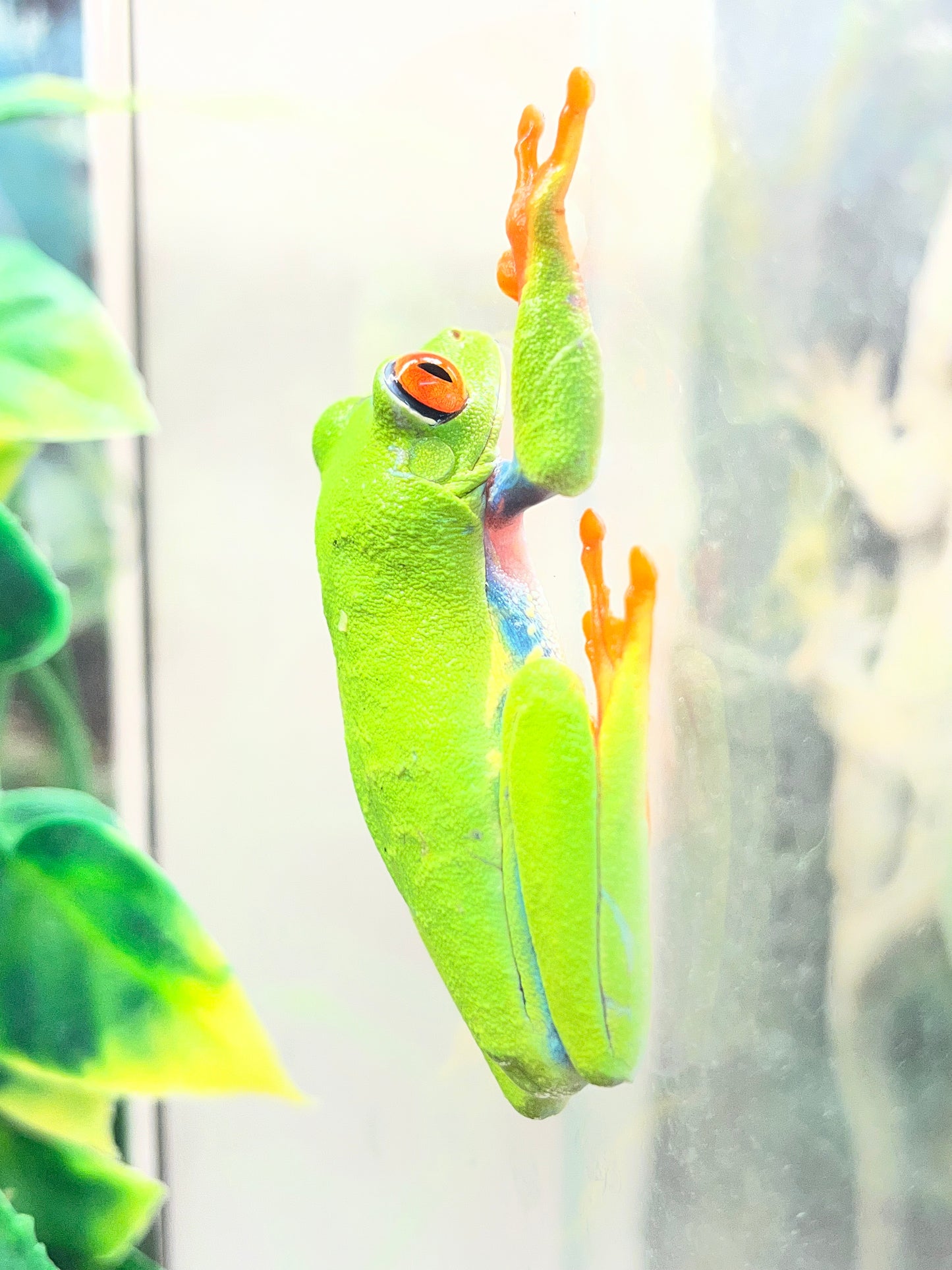 Red-Eyed Tree Frog