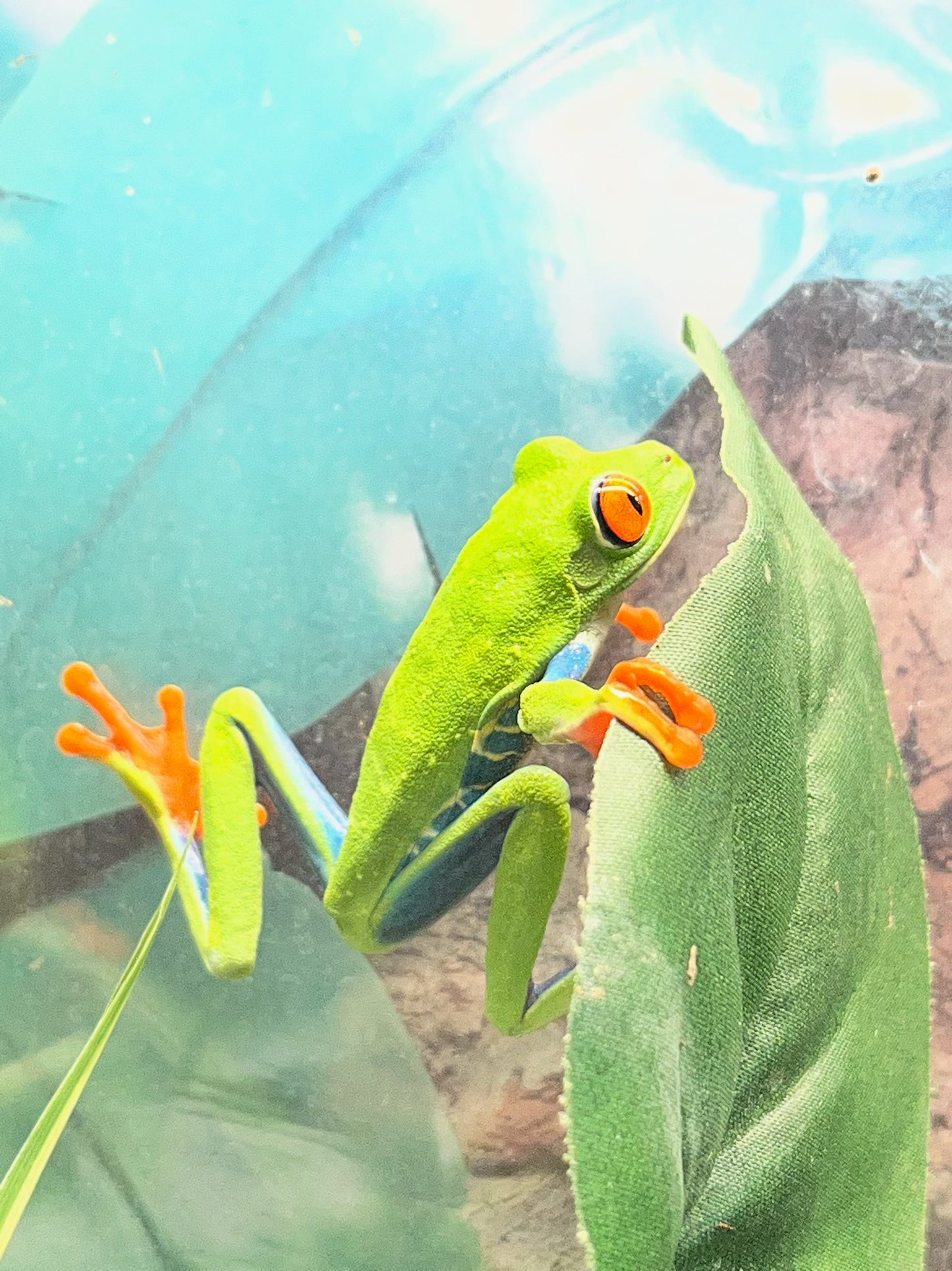 Red-Eyed Tree Frog