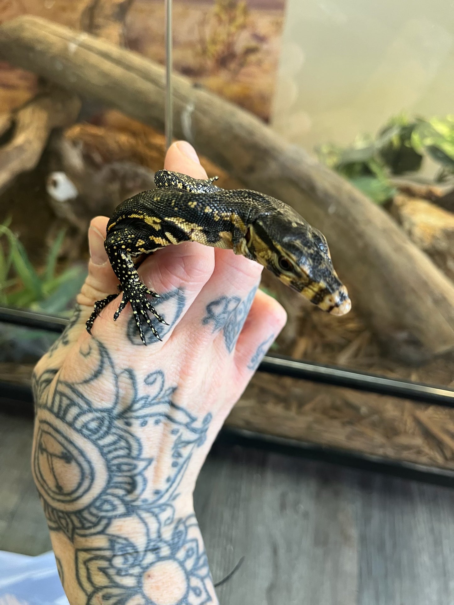 Sulawesi Water Monitor - Hatchling