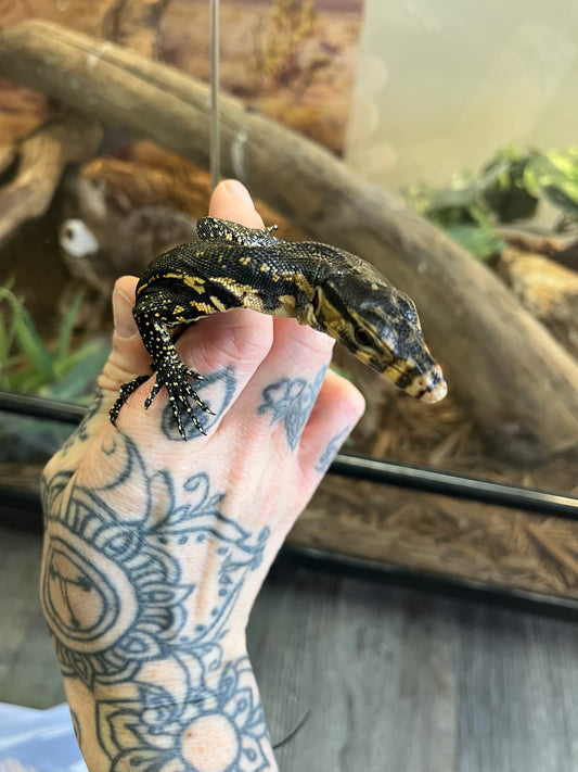Sulawesi Water Monitor - Hatchling