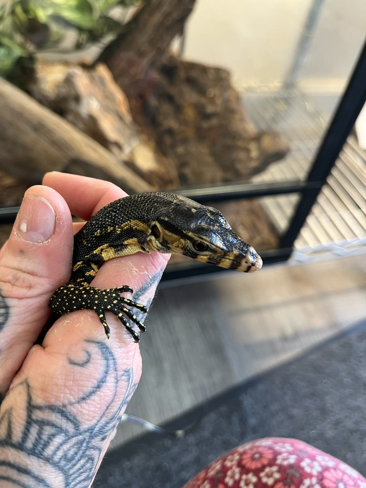 Sulawesi Water Monitor - Hatchling