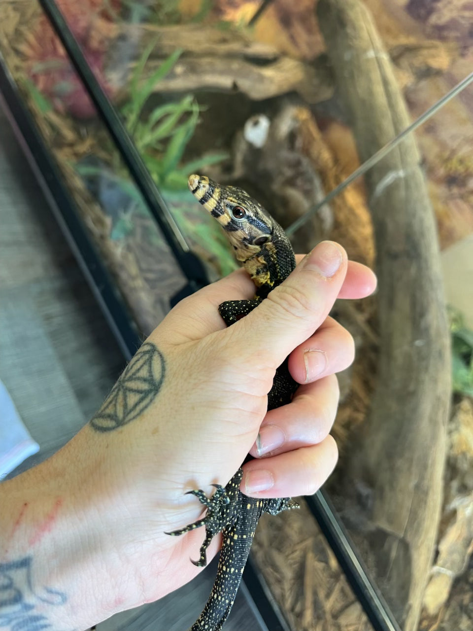 Sulawesi Water Monitor - Hatchling