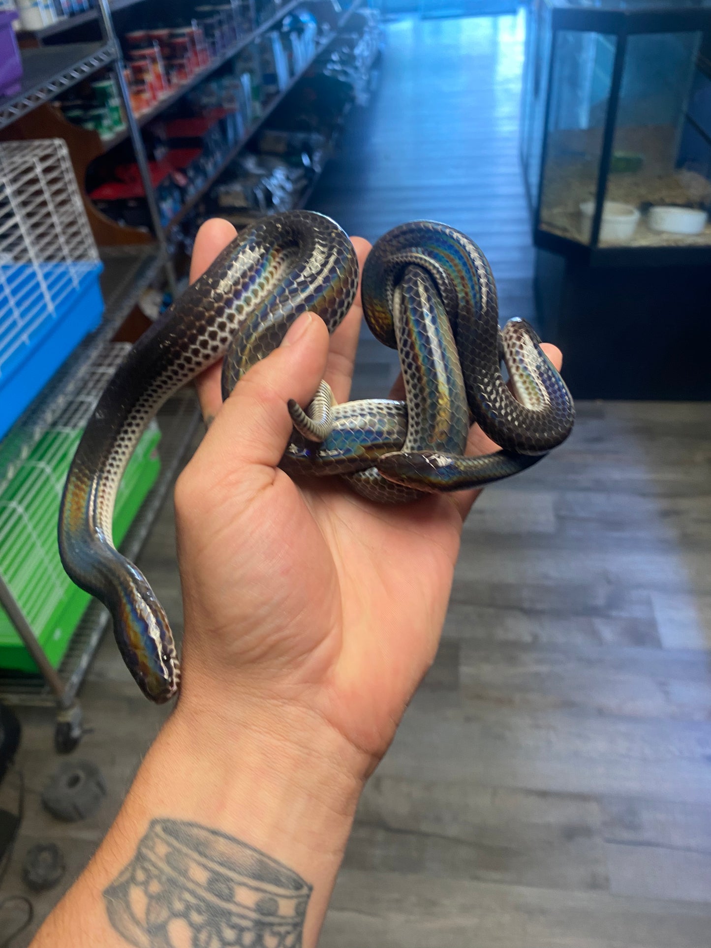 Sunbeam Snake