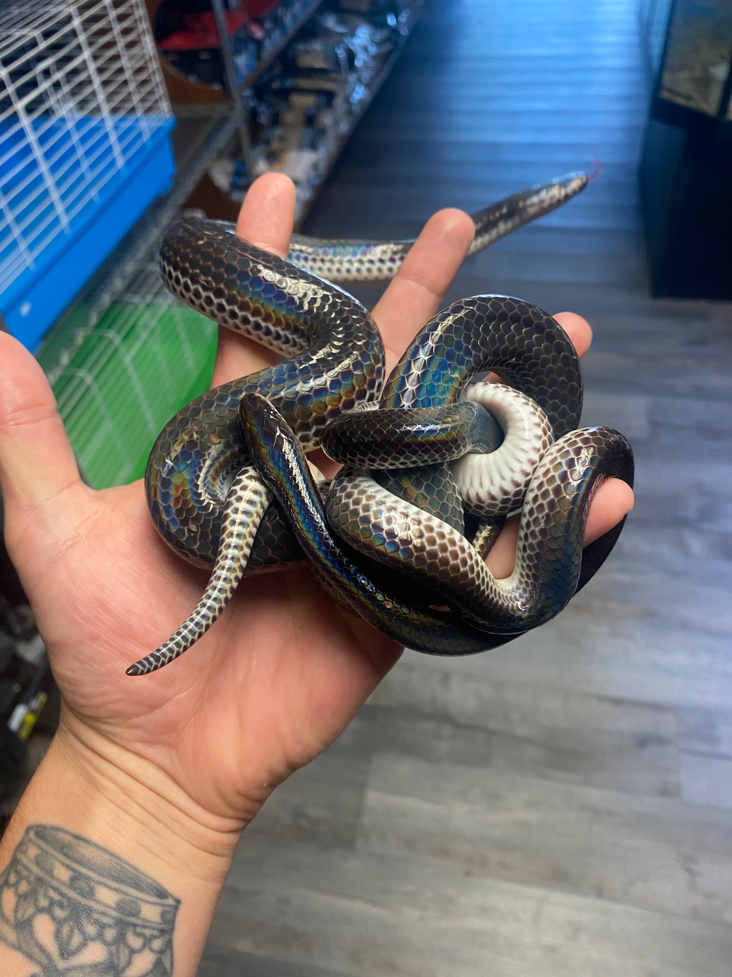 Sunbeam Snake