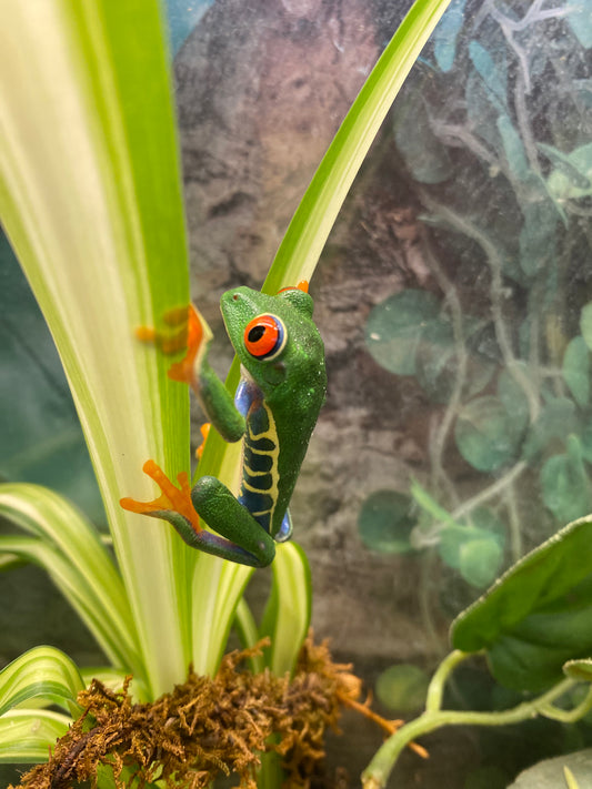 Red-Eyed Tree Frog