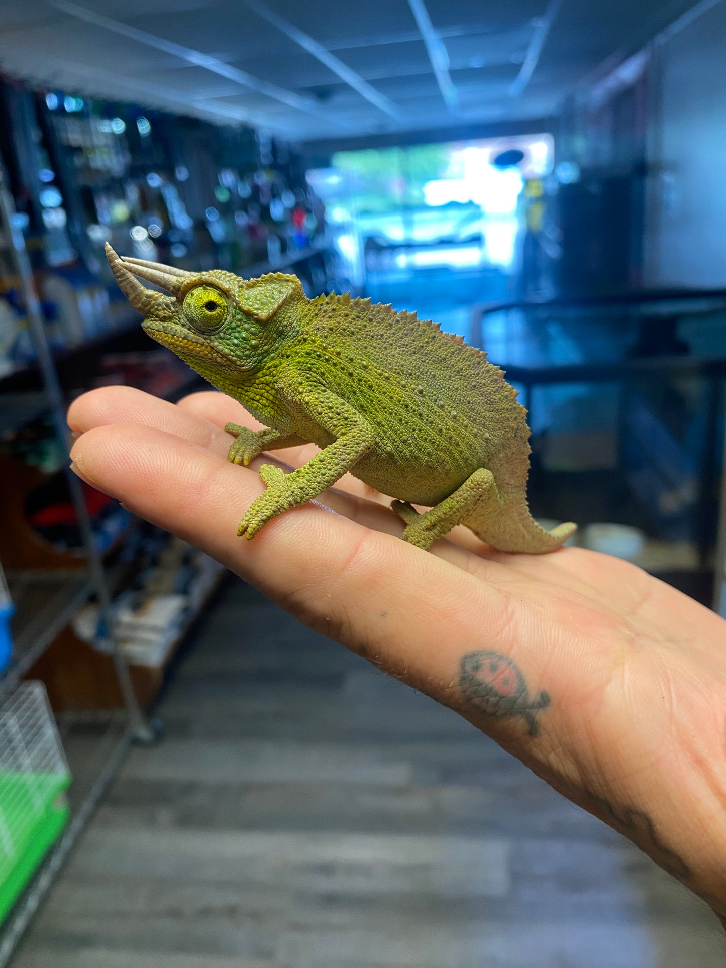 Jackson's Chameleon