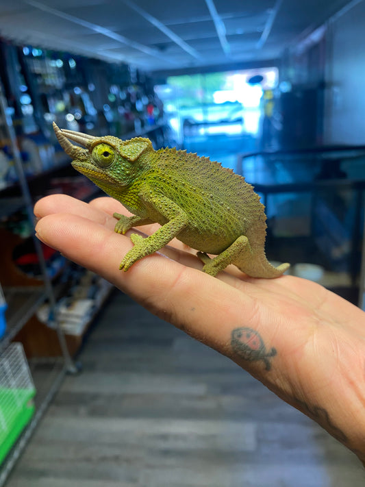 Jackson's Chameleon