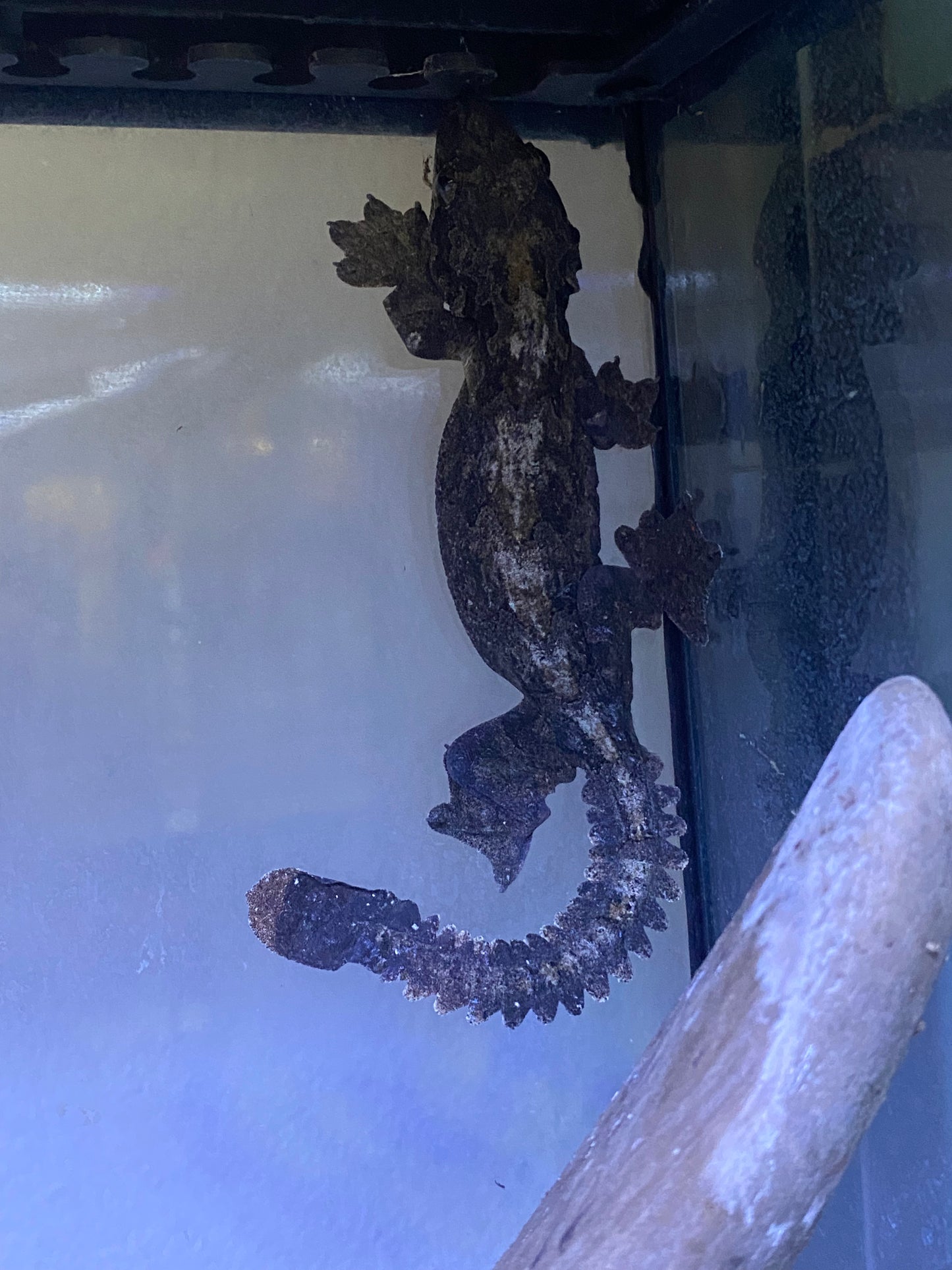 Flying Gecko