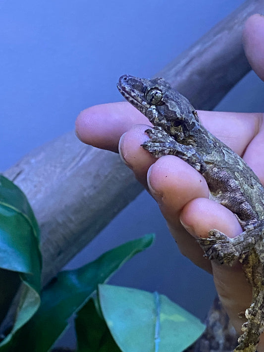 Flying Gecko