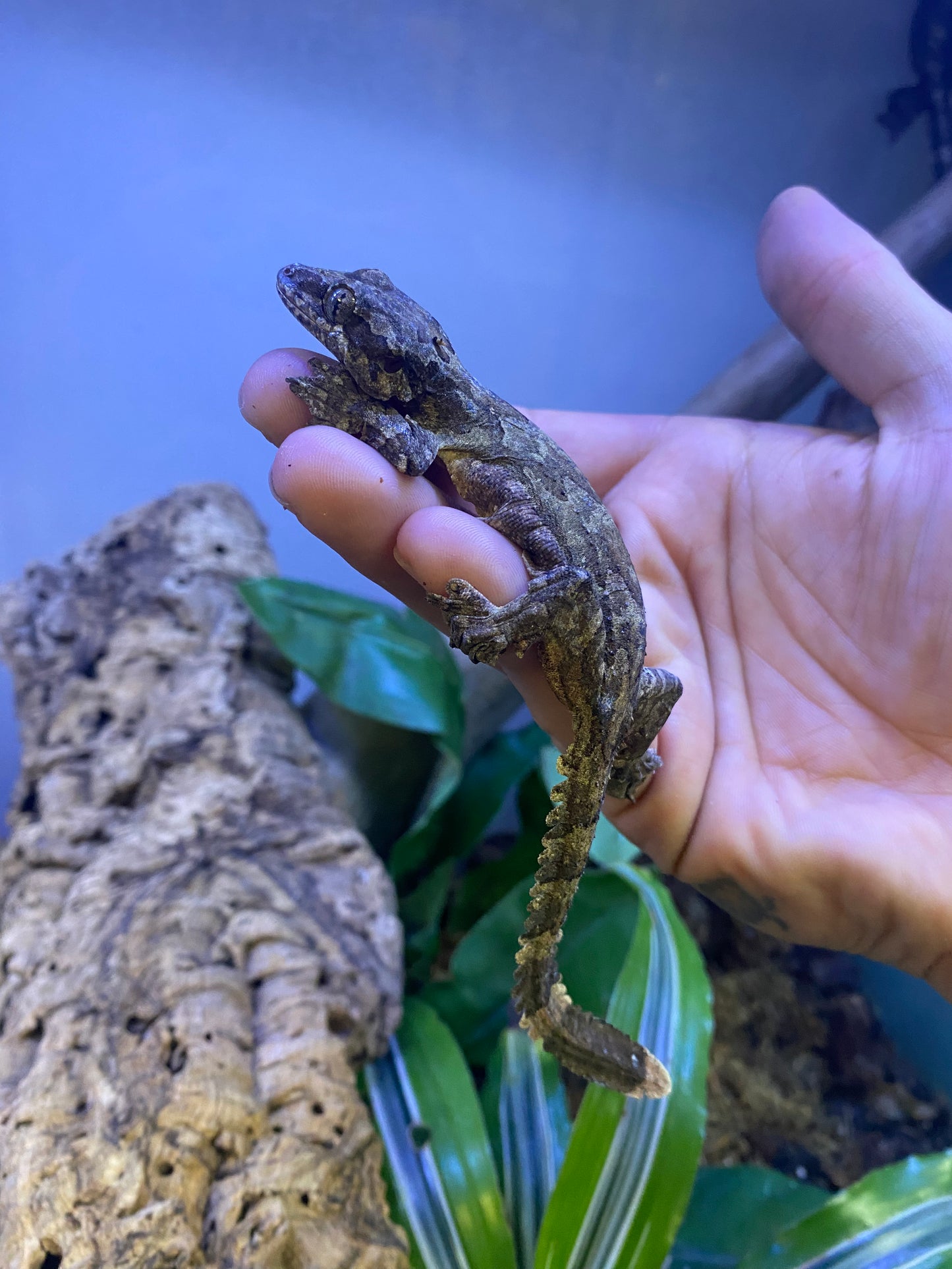 Flying Gecko