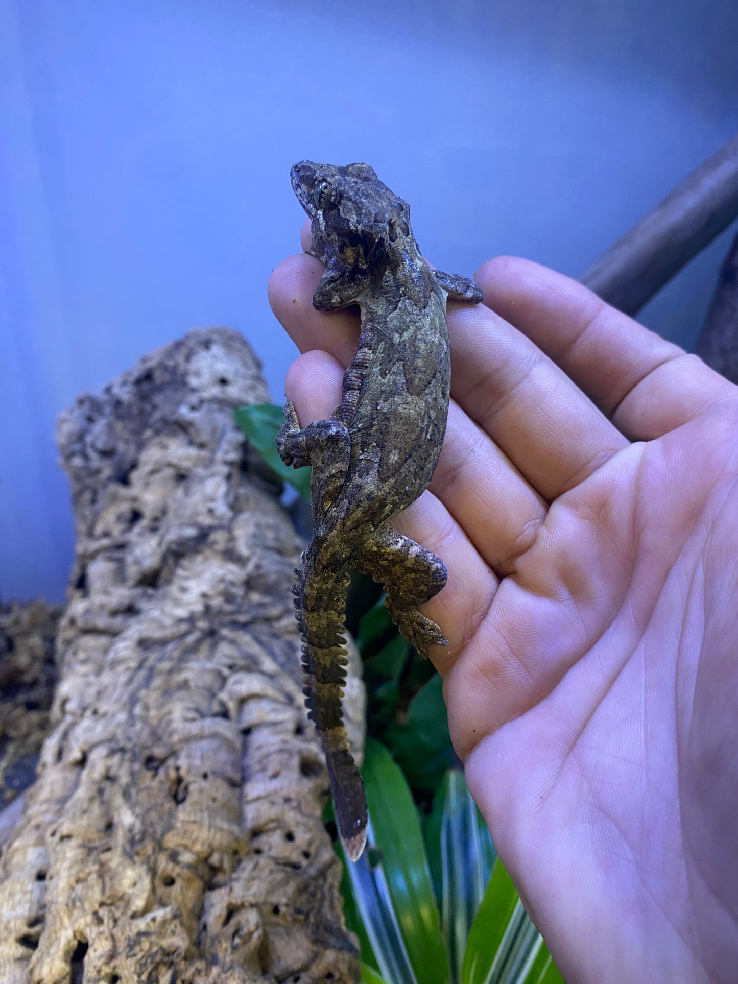 Flying Gecko