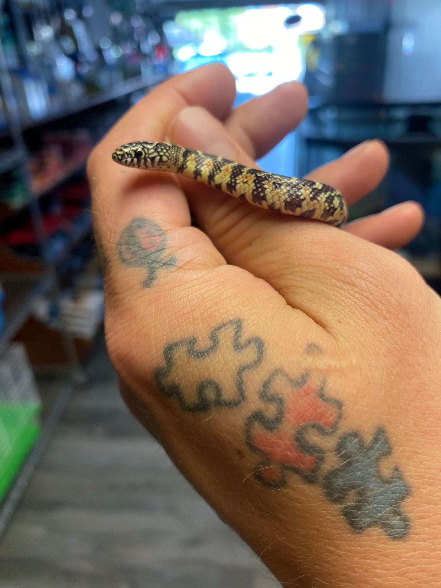 Brook's Kingsnake - Hatchling