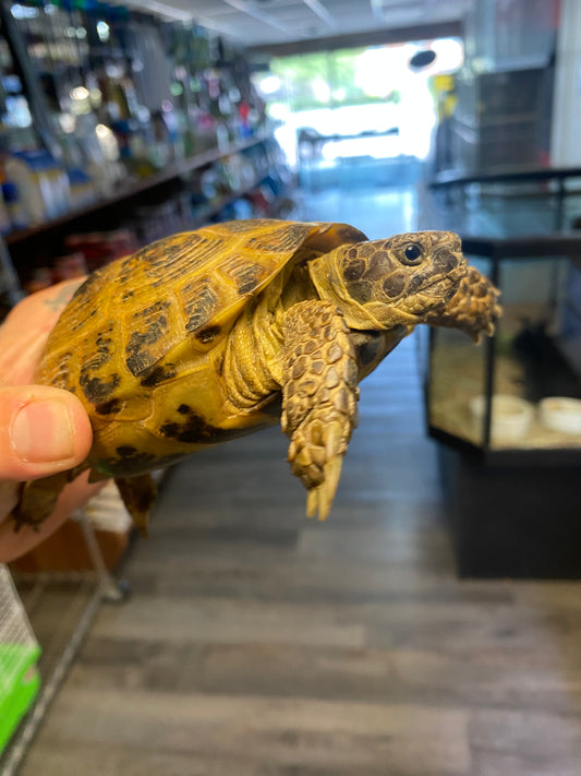 Russian Tortoise - Adult