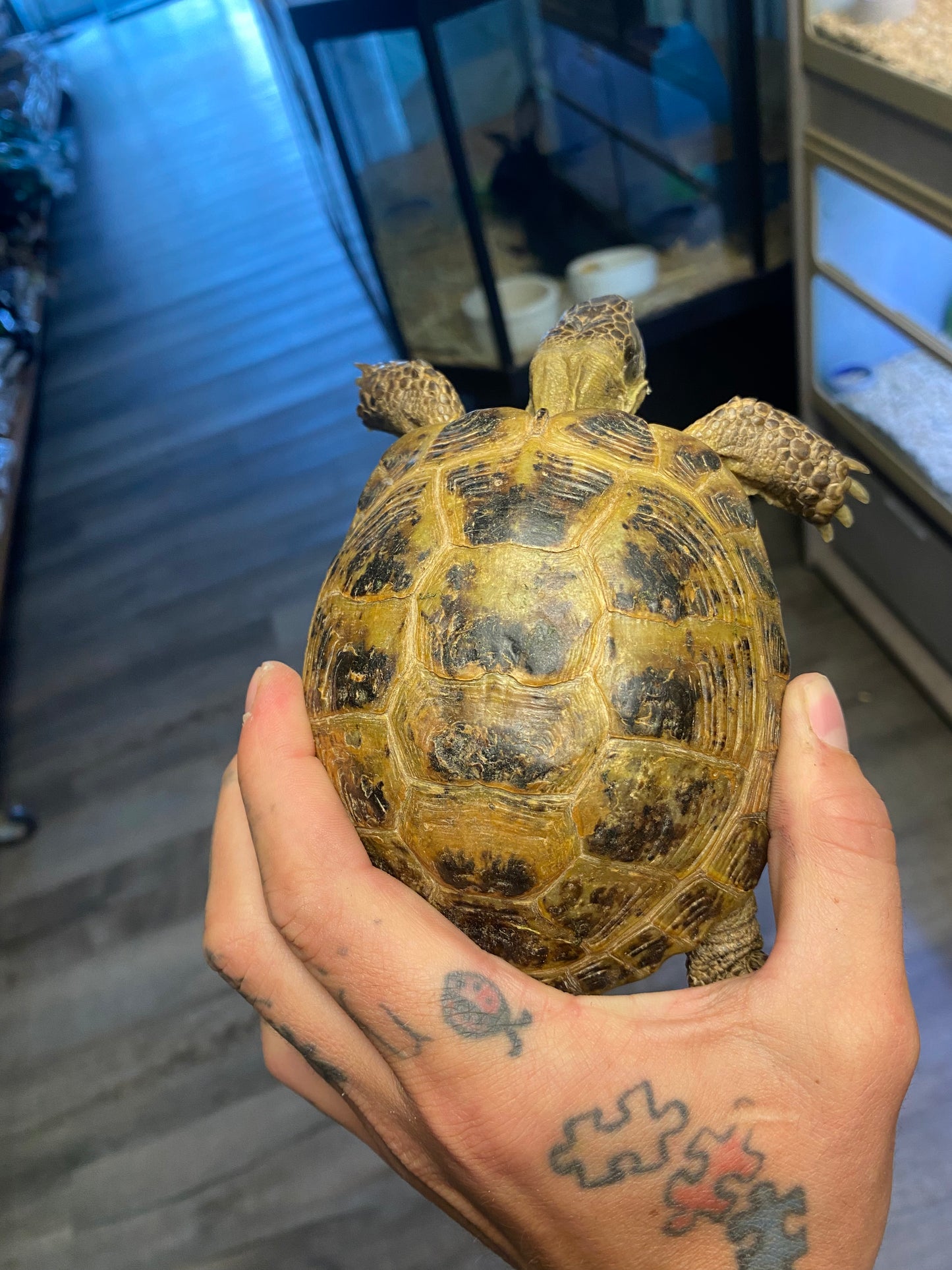 Russian Tortoise - Adult