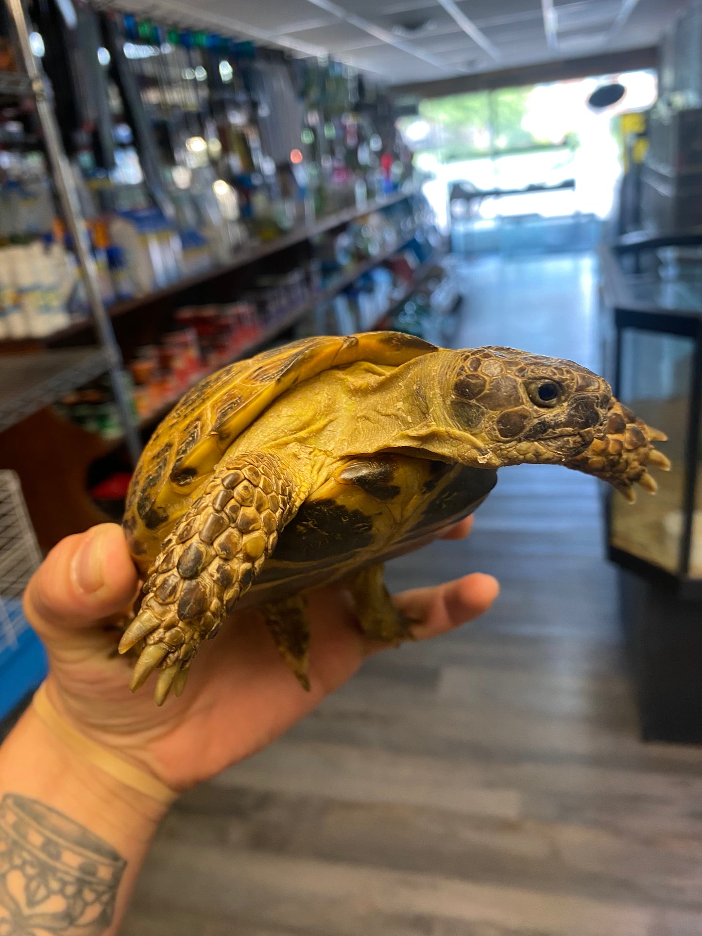 Russian Tortoise - Adult