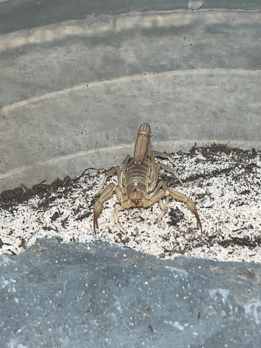 Dune Scorpion