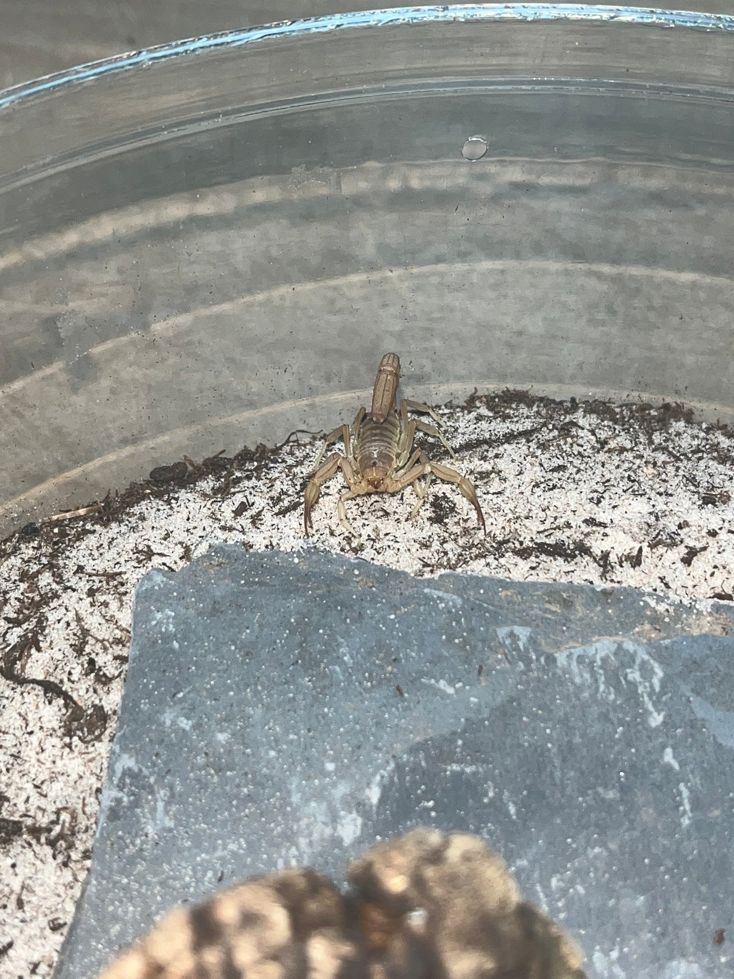 Dune Scorpion