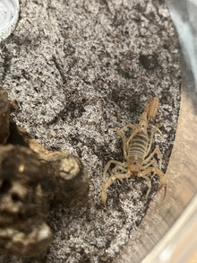 Dune scorpion featuring a scorpion in a desert habitat enclosure with substrate and decor.