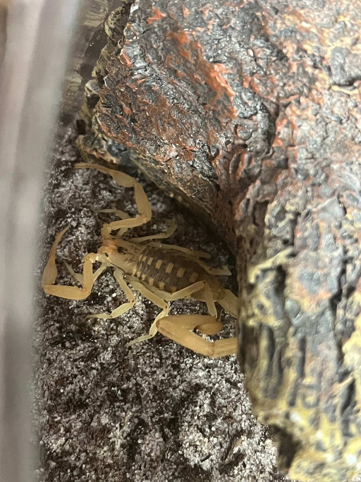Arizona Bark Scorpion