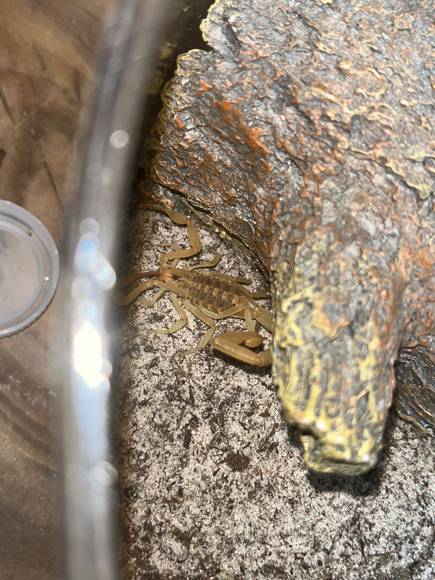 Arizona Bark Scorpion