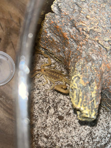 Arizona Bark Scorpion with a scorpion in its habitat near a rock.