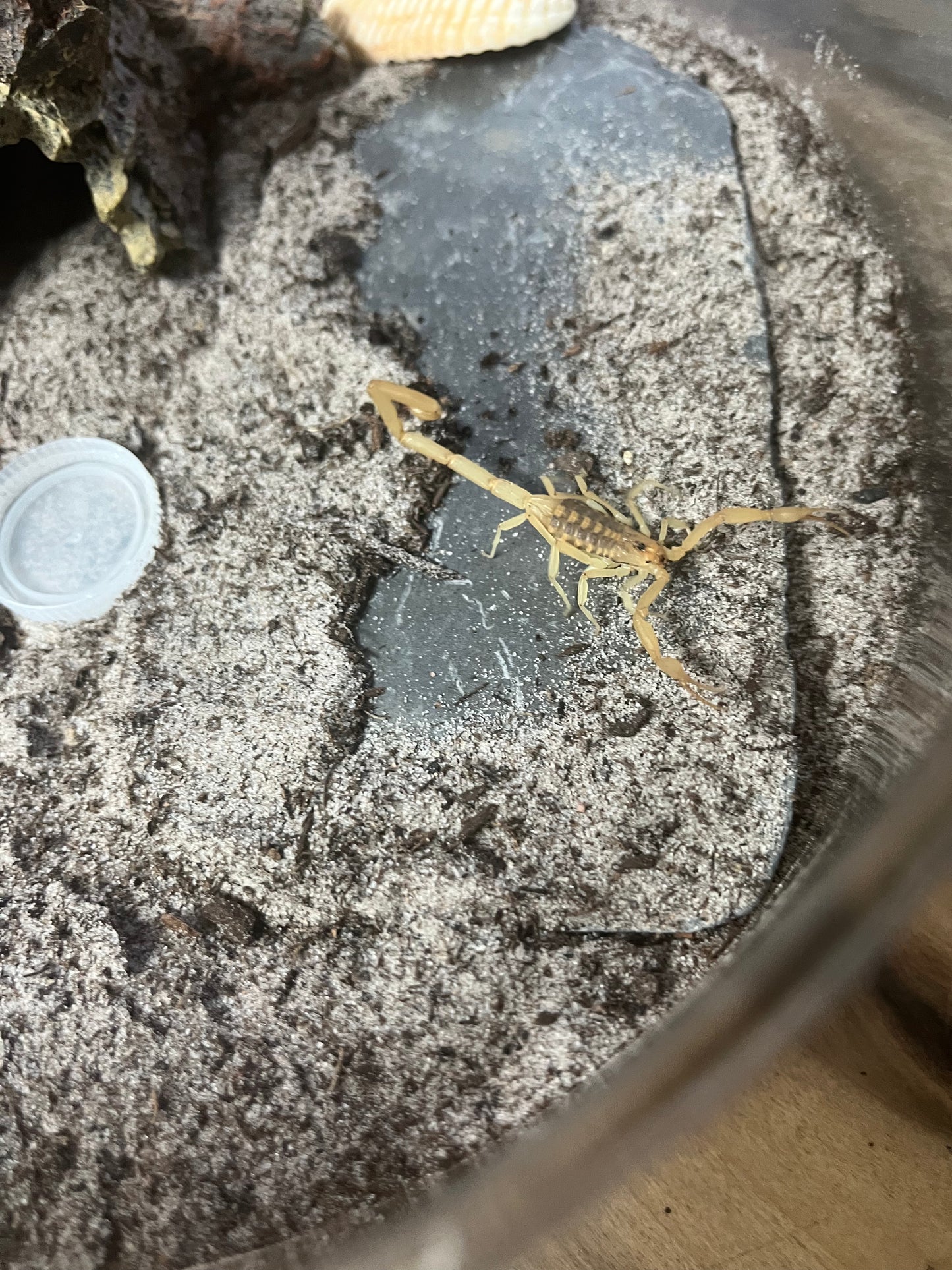 Arizona Bark Scorpion