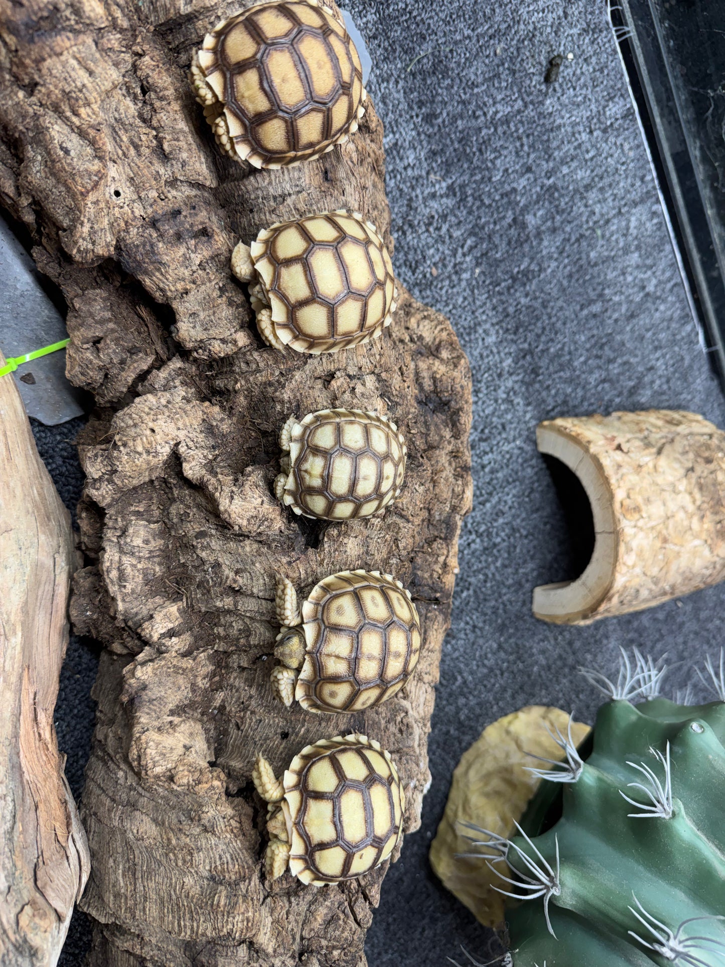 Sulcata Tortoise - Hatchling