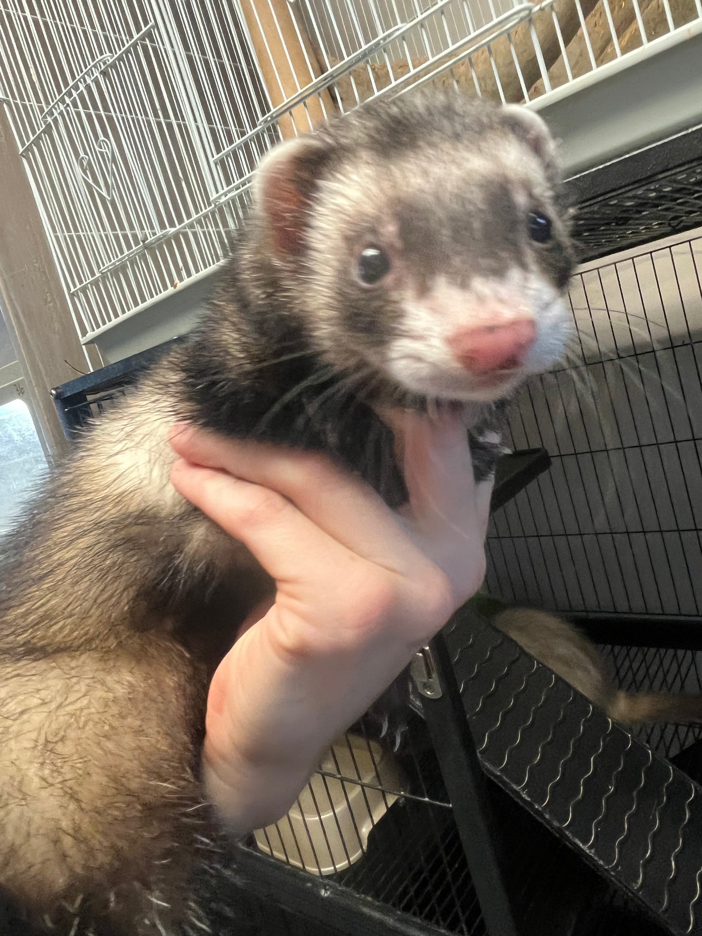 Ferret - Adult - Pair