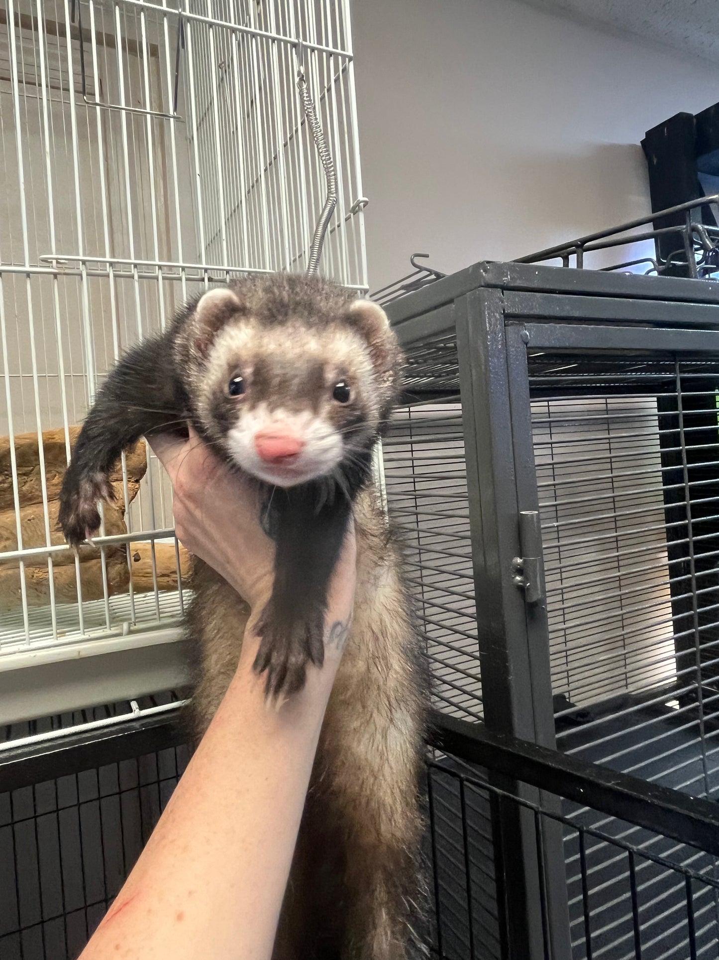 Ferret - Adult - Pair