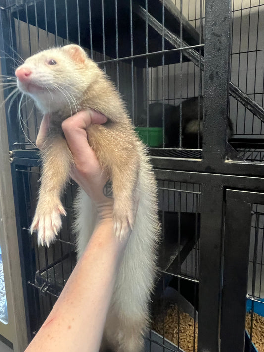 Ferret - Adult - Pair